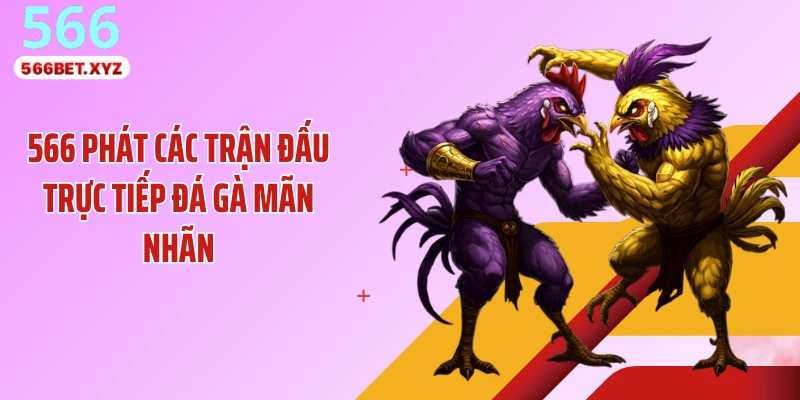 566 phát các trận đấu trực tiếp đá gà mãn nhãn