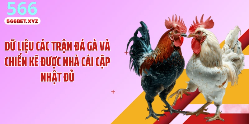 Dữ liệu các trận đá gà và chiến kê được nhà cái cập nhật đủ