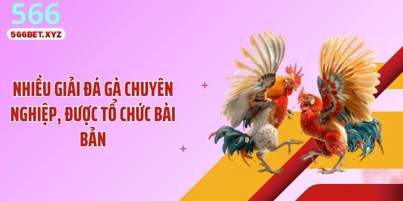 Nhiều giải đá gà chuyên nghiệp, được tổ chức bài bản