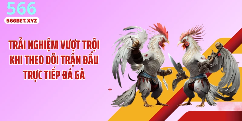 Trải nghiệm vượt trội khi theo dõi trận đấu trực tiếp đá gà