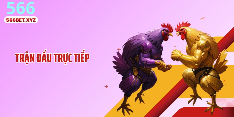 Trận Đấu Trực Tiếp Đá Gà 566: Tốc Độ Truyền Tải Gây Choáng